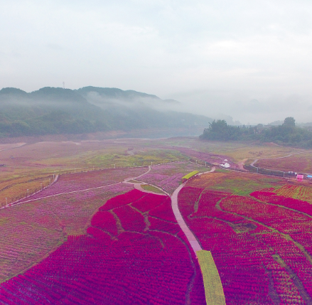 黄姚花海