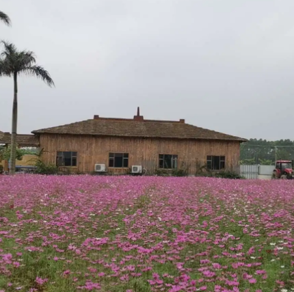 回家小镇花海景区