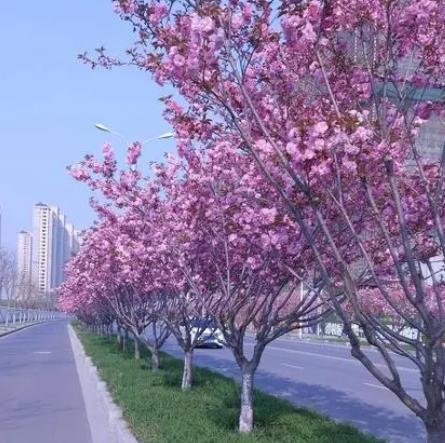 赣县樱花大道