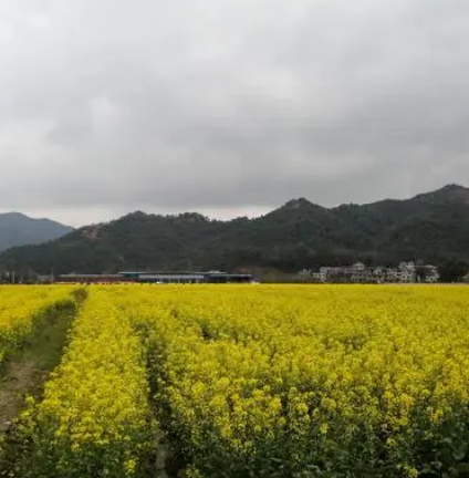 昌坑村