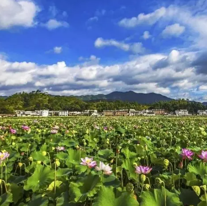 广昌莲池