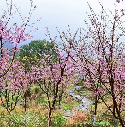 明月山花海原居