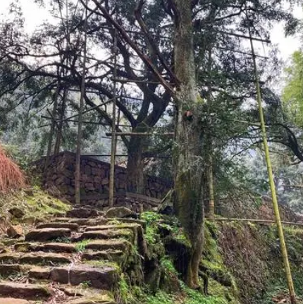 会稽山香榧古道