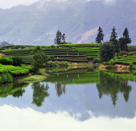 大木山骑行茶园景区