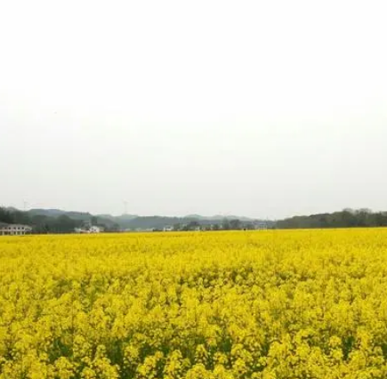 浏阳市达浒镇油菜花