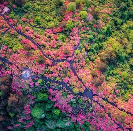 十里杜鹃古道