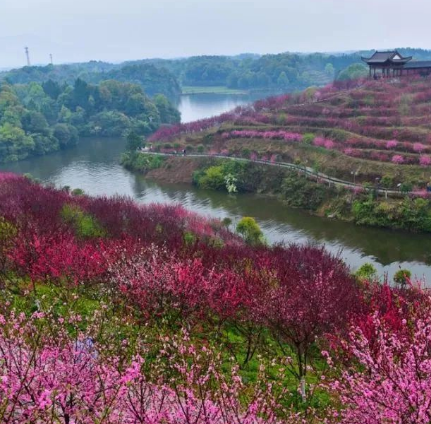 桃花万亩林场