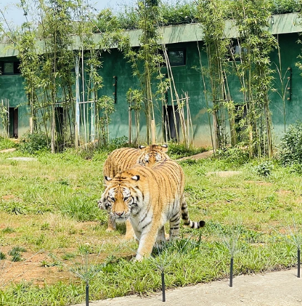 汉寿野生动物园