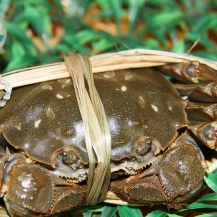 大通湖大闸蟹