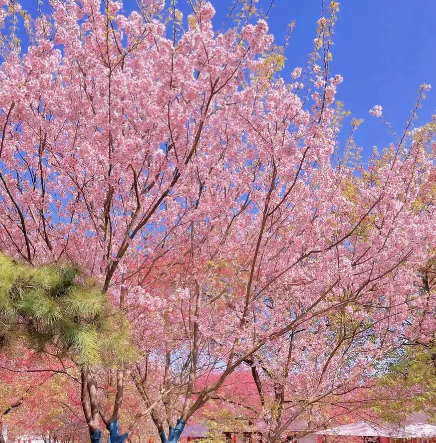 桂阳樱花园