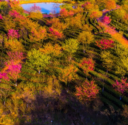 高椅岭樱花园