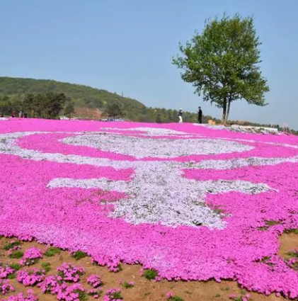 良田芝樱花庄园