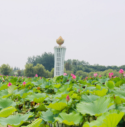 君山团湖野生荷花世界