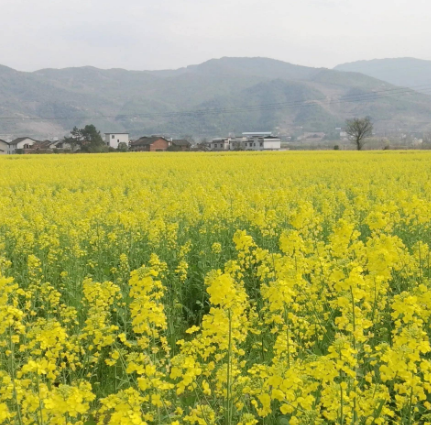 永兴油菜花海