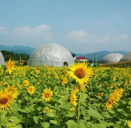 茅头园村星空庄园