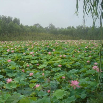 聊城植物园