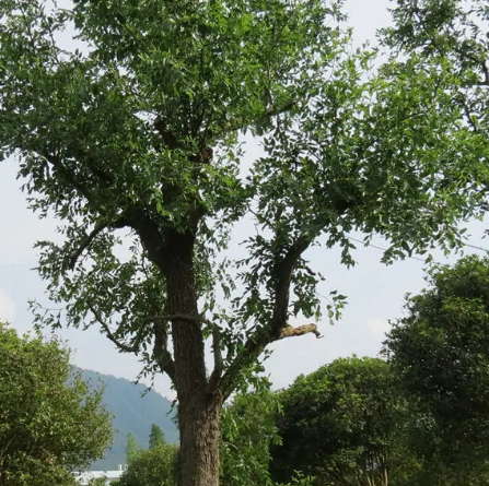 香海禅林古枣生态园