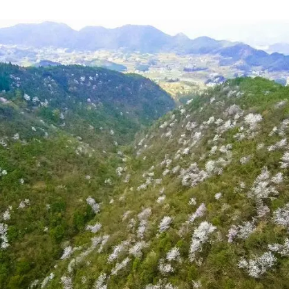 涟源樱花基地