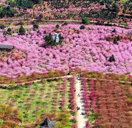 醴溪樱花谷