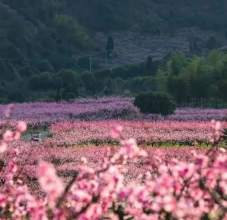 龙湾国家湿地康林院桃花景区