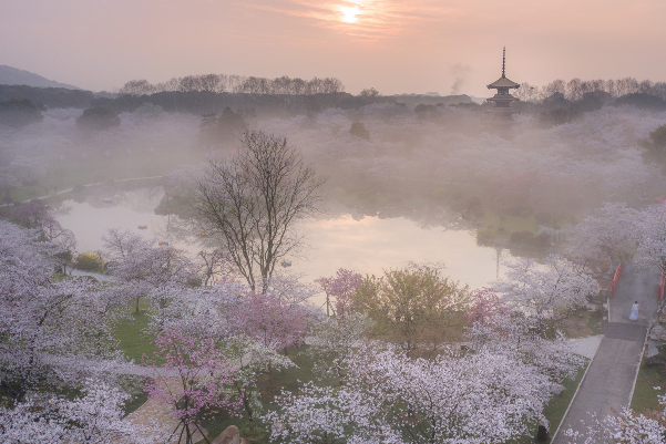 磨山樱花园