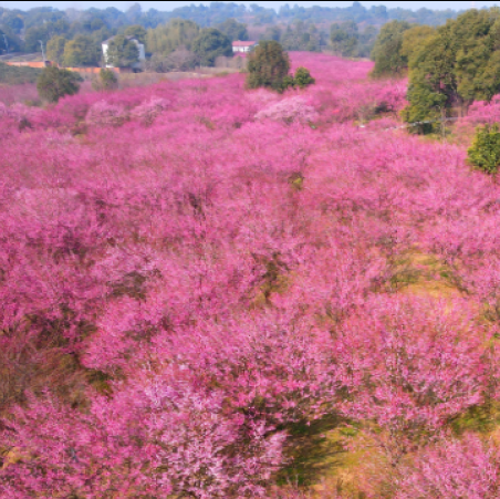 恒荣梅园