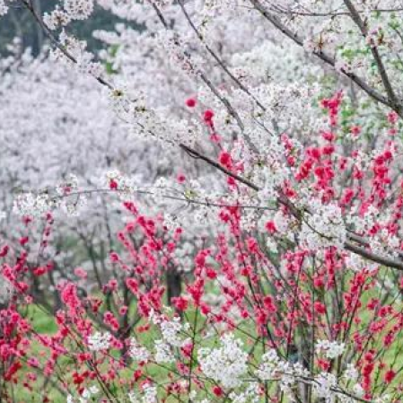 荆门樱花谷