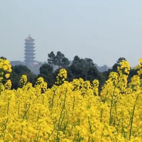 八岭山油菜花