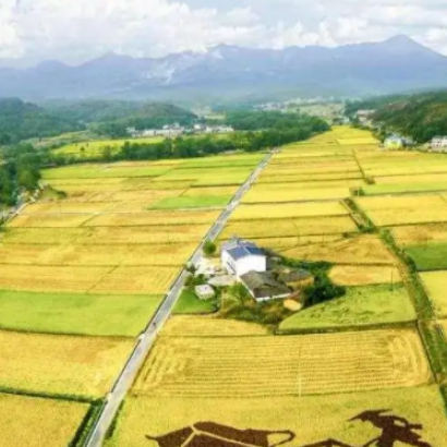 夷陵油菜花