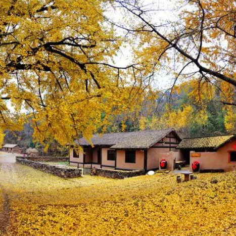 安陆古银杏国家森林公园