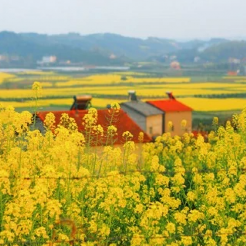 荆门油菜花海