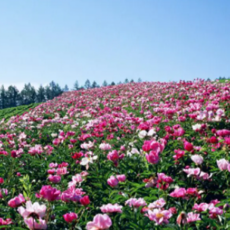 茶花源风景区