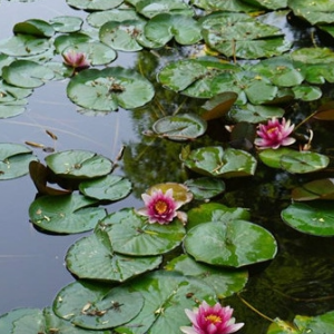 东沼红莲池