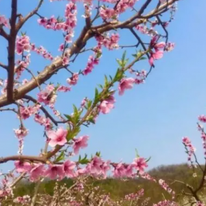 尚市桃花园