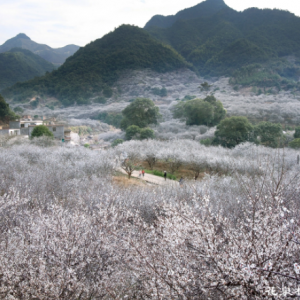 世外梅园景区