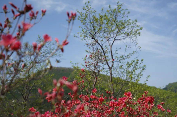 云游潼泉湖杜鹃花林