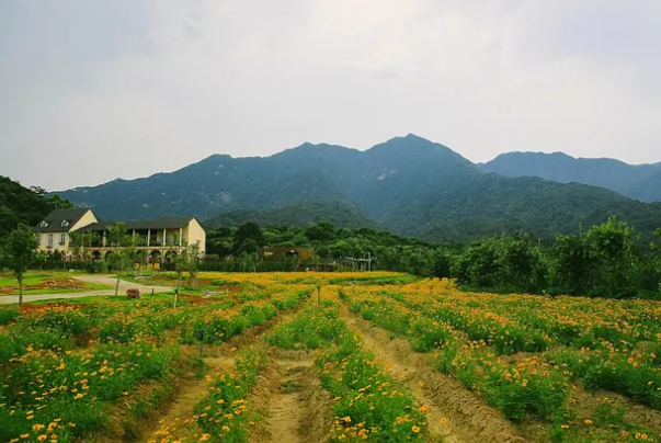 罗浮山玉兰农场