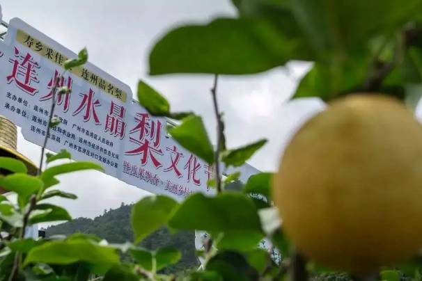 连州水晶梨花海