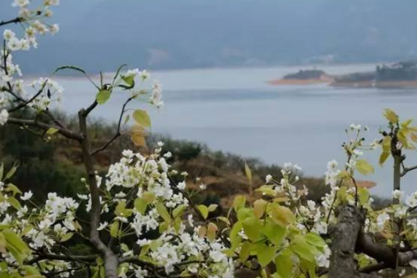 连州潭岭天湖梨花