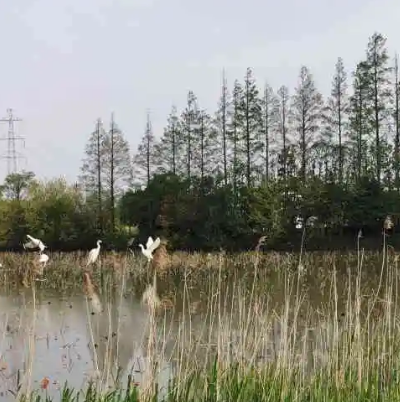 长兴岛湿地