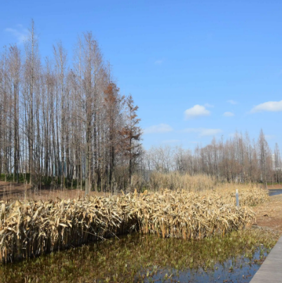 后滩湿地