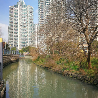 苏州河湿地