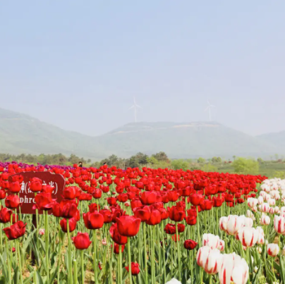 半汤郁金香高地景区