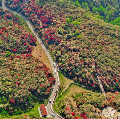 百里杜鹃风景名胜区