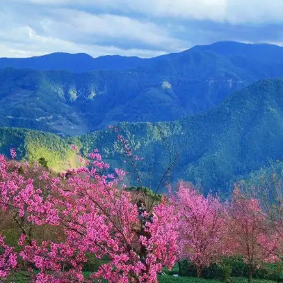 无量山樱花谷