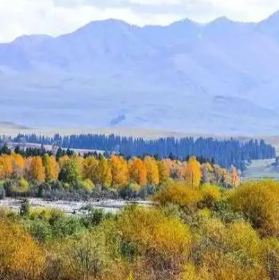 尼勒克县湿地古杨风景区