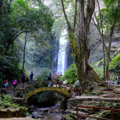 莫里热带雨林景区