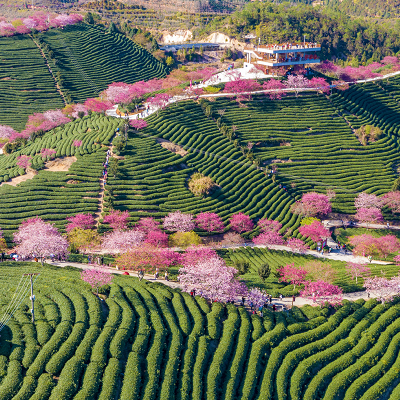 永福樱花园