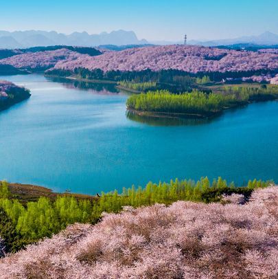 平坝万亩樱花园