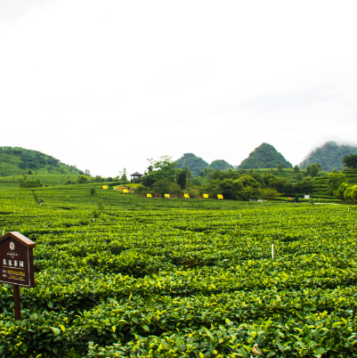 积庆里茶园